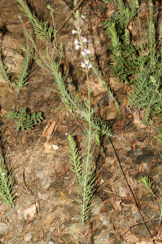 Linaria repens / Linajola striata